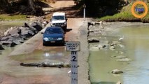 Un énorme crocodile coupe la route à des automobilistes en Australie !