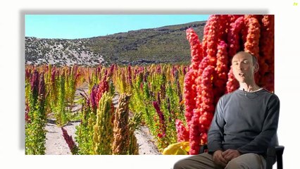 La quinoa en Bolivie