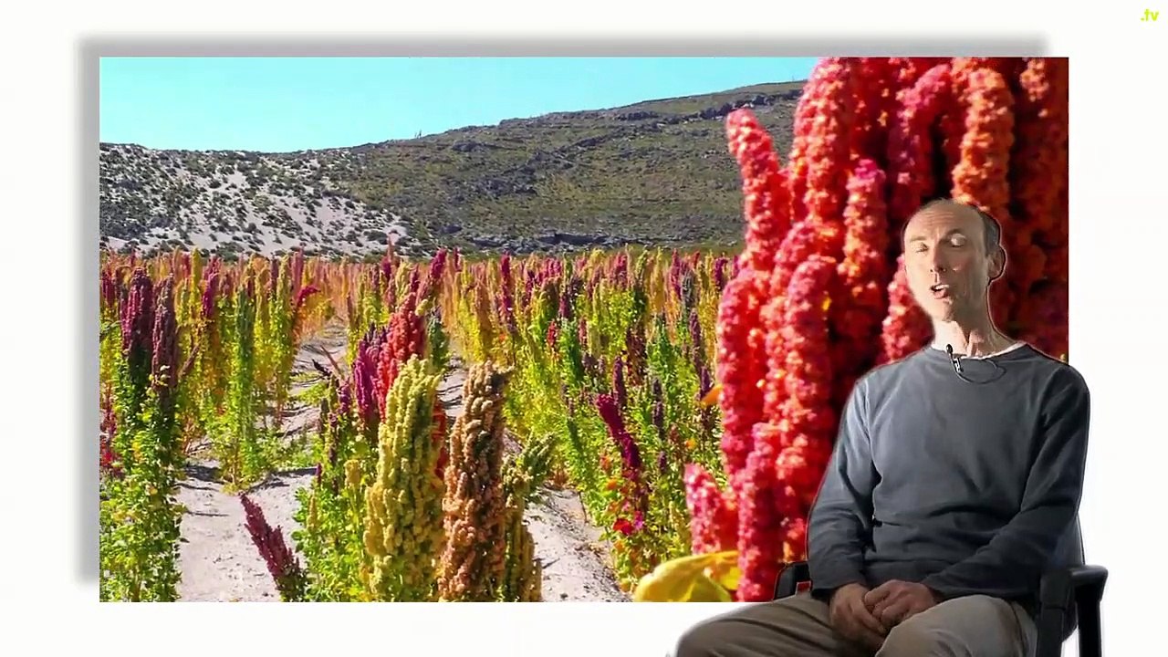 La quinoa en Bolivie