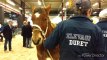 Les chevaux de trait à la foire agricole de Tournai