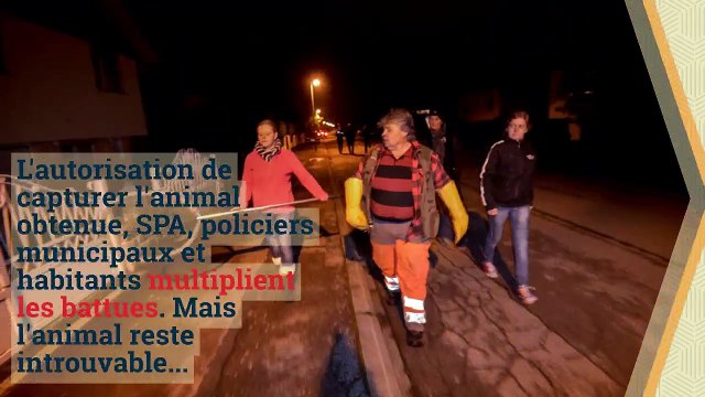 Les incroyables histoires des Vosges : la petite chouette hulotte qui attaquait les habitants de Saint-Dié