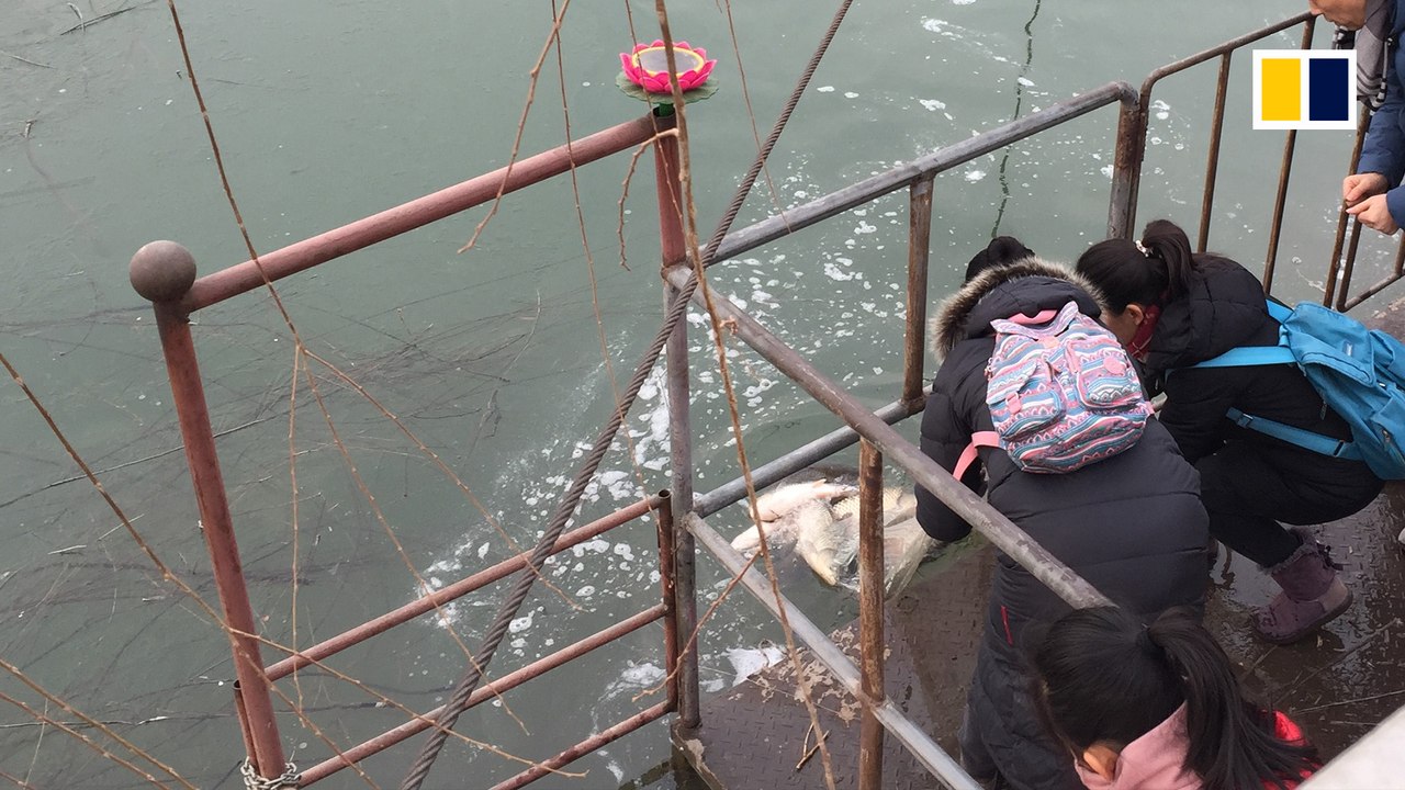 Controversial wildlife release ritual