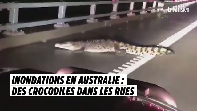 Inondations en Australie : des crocodiles dans les rues