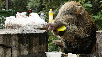 Χονγκ Κονγκ: Άνθρωποι και αγριόχοιροι ζουν μαζί!