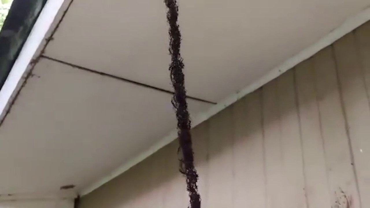 Une colonie de fourmis attaque un nid de guêpes et c’est impressionnant