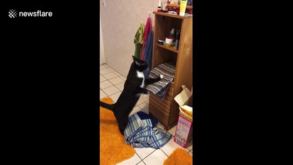 Cheeky cat removes towels from shelves so it can take a seat
