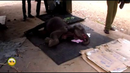 A sick baby elephant treated by wildlife officers !