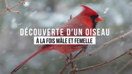 Découverte d'un oiseau à la fois mâle et femelle