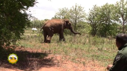 The wounded elephant treated by wildlife officers !