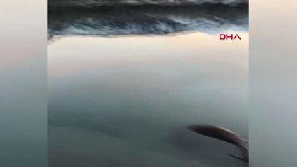 Isparta Gölcük Gölü'nde Telef Olmuş At Bulundu