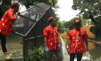 Libur Imlek, Kebun Binatang Surabaya Bernuansa Tionghoa