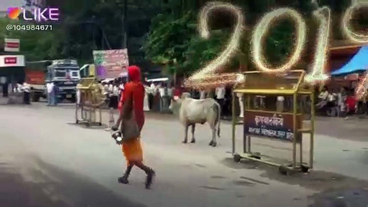 Buffalo fighting festival - Bufallo vs Buffalo fight to death