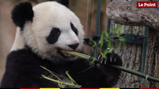 Le bébé panda du zoo de Beauval fête ses 18 mois