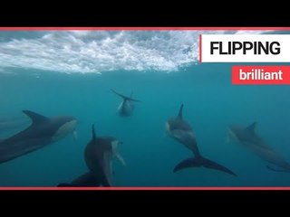 20-strong pod of dolphins swim off the British coast | SWNS TV
