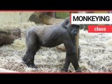 Adorable moment mischievous baby gorilla attempts to annoy his older brother | SWNS TV
