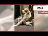 Dog’s spine is half the normal length due to super rare condition | SWNS TV