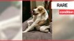 Dog’s spine is half the normal length due to super rare condition | SWNS TV
