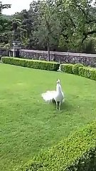 White Peacock  Making Funny Sound