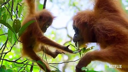 Our Planet | Official Trailer [HD] | Netflix