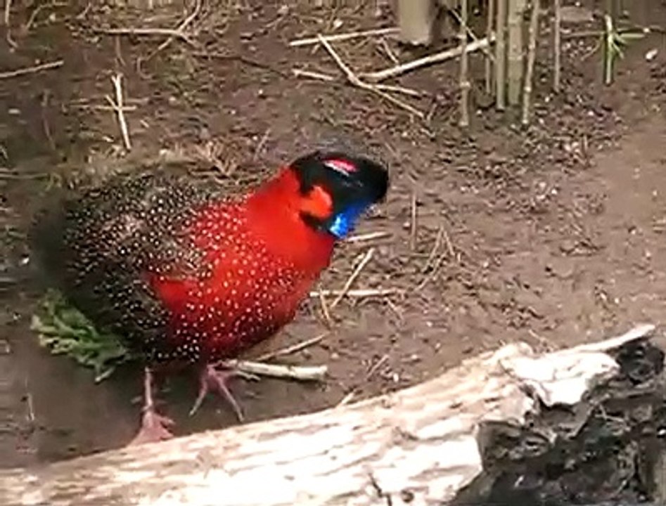 Funny Birds Dancing