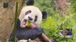 [NATURE]Rare Animal Panda,창사특집 UHD 다큐멘터리 곰 20190204