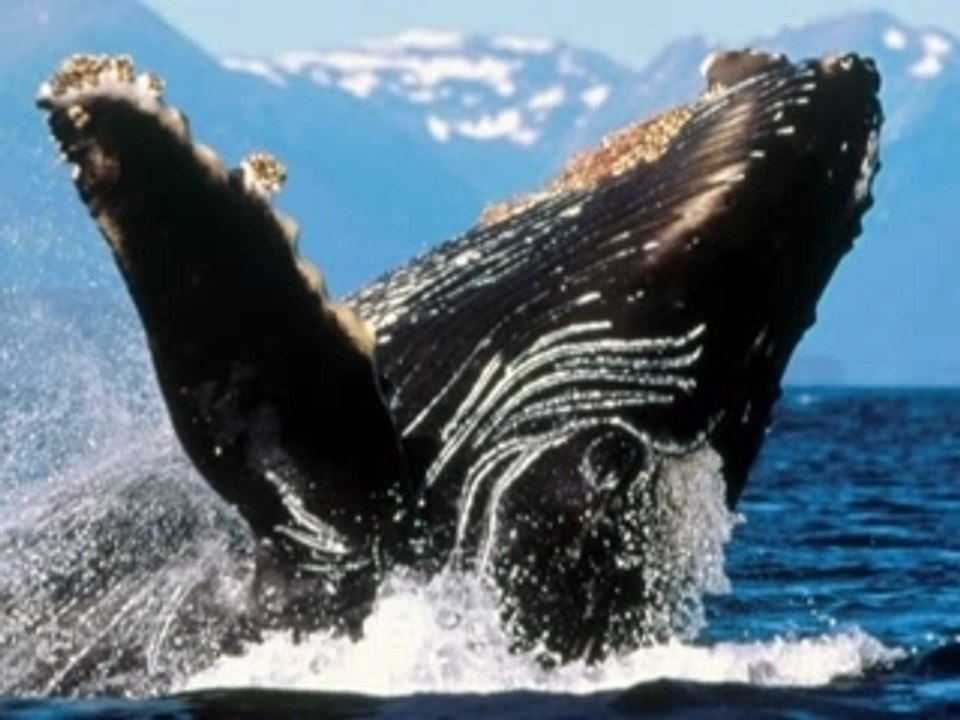 Baleines