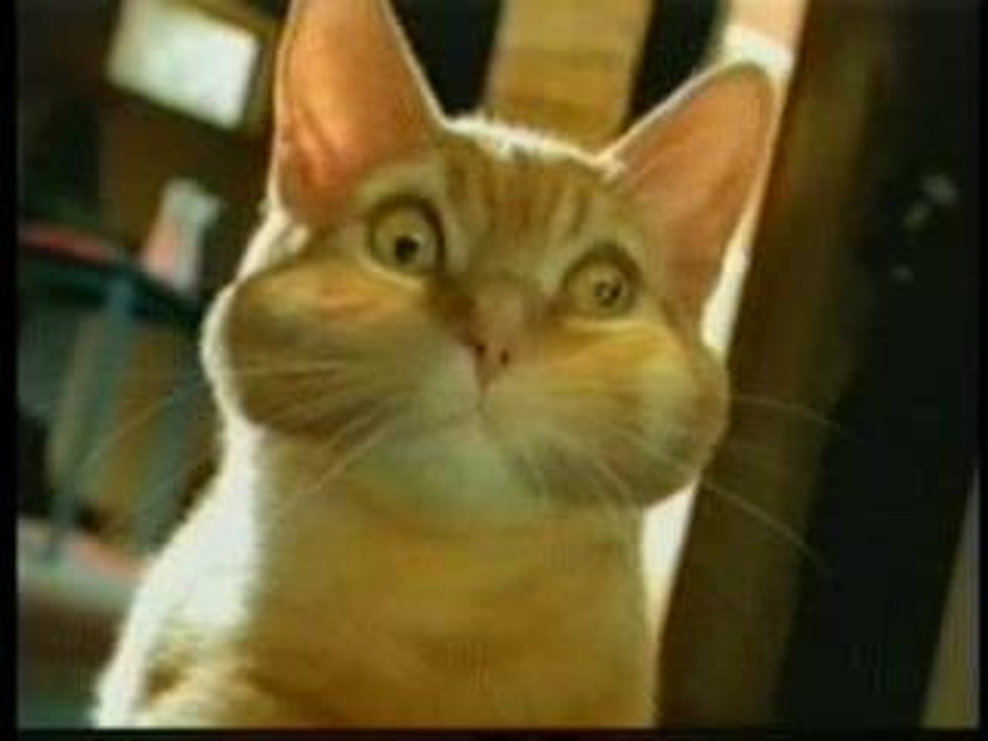 Pub Quebecoise Chat Video Dailymotion