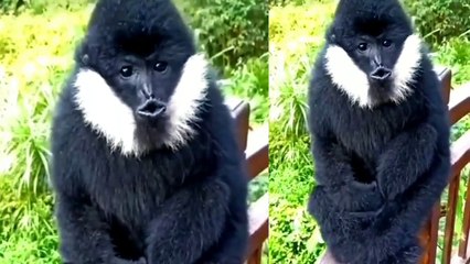 You will not see such a monkey #sajjanpurtv