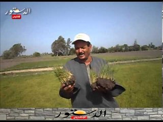 مشاتل الأرز تموت من نقص مياه الري " بحوش عيسى "