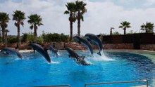 Dolphins show displaying in a zoo -show at  zoological park
