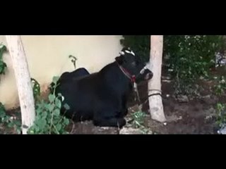 انفراد الدستور " الإخوان تحول مدرسة برابعة لمطبخ و لزريبة عجول ومخزن للسلع التمونية "