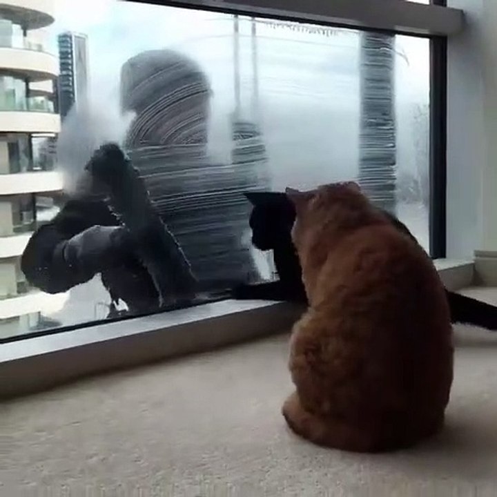 Cat having fun with man