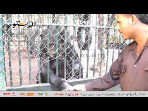 في ثاني أيام عيد الأضحي.. حديقة الحيوان تستقبل ٤٠ ألف زائر