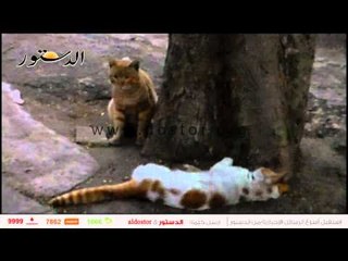 القطط ذو القلوب الرحيمة    قط يقف متحجرًا بعد فقدان وليفته