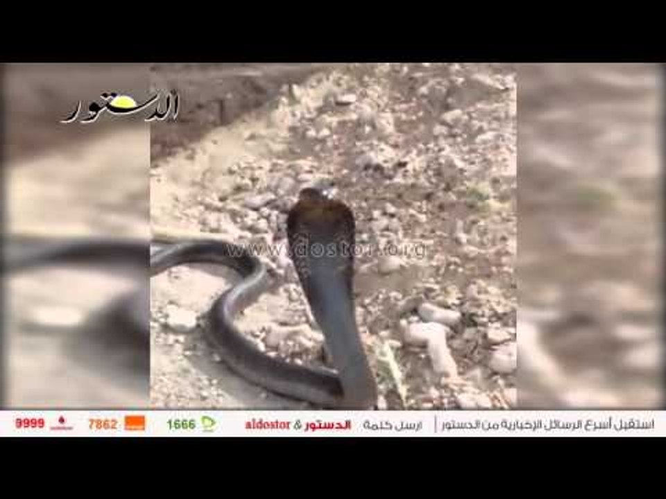 "رفاعي" يتلو العزائم للقبض علي أفعي كوبرا بأسيوط