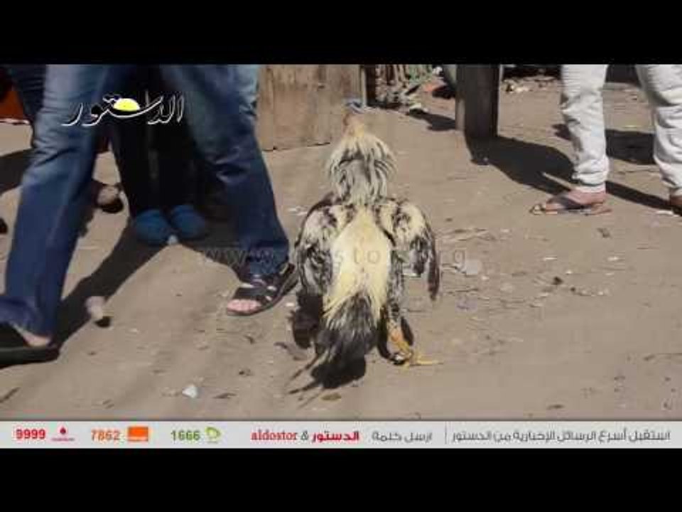 عيش «ديك».. قبل ما تموت «فرخة»