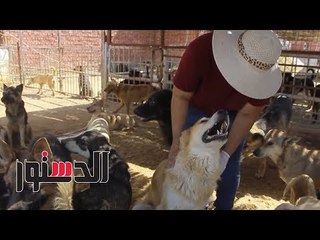 الدستور |رحلة «كلاب حلوان».. من تسميم الطب البيطري إلى اللجوء لأمريكا