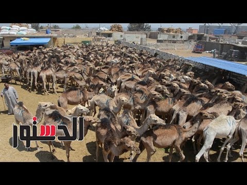 الدستور | سوق الجمال في مصر "بورصة المواشي"