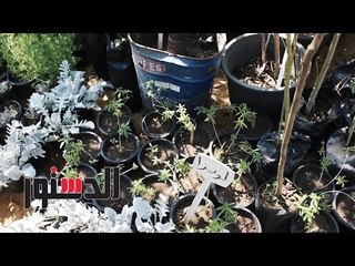 الدستور - النباتات المهجنة تغزو معرض الزهور في دورته الـ85