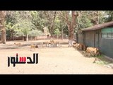 الدستور | بسينما «3D» وكانجارو.. حديقة الحيوان تستعد للزوار