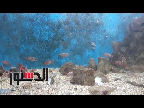 الدستور | انتهاء أعمال التطوير بمتحف الأحياء المائية مطلع يناير