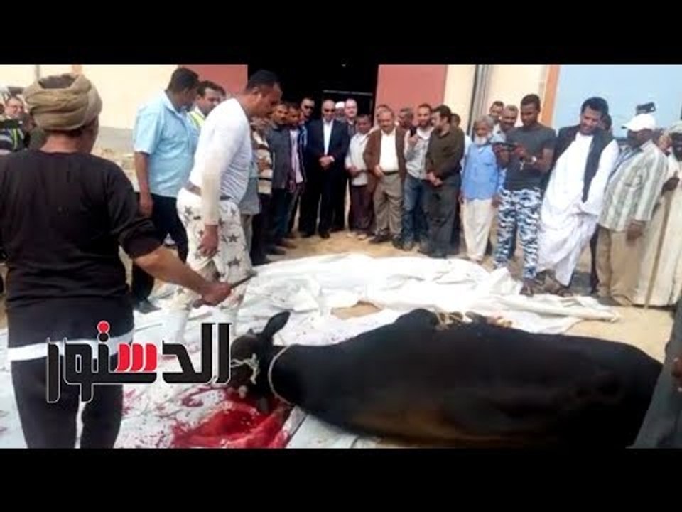 الدستور | محافظ البحر الأحمر يذبح "عجل" بمحطة تحلية رأس حدربة