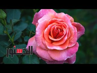 الدستور |  رحلة "الدستور" في عالم الزهور من المشتل إلى البائع