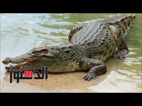 الدستور | تماسيح تهاجم المواطنين في الترعة الفاروقية بسوهاج