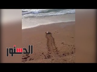 الدستور | فريق الإسكندرية لإنقاذ السلاحف: أنقذنا ٦٧ سلحفاة وإعادتها لبيئتها الطبيعة