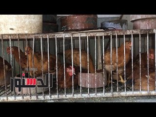الدستور | تجار الدواجن يصيحون: "السوق اتشل ولا بنبيع ولا بنشتري"
