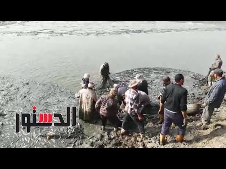 الدستور |  تعرف علي مزرعة برسيق بأبو حمص اكبر مزارع الاسماك بالجمهورية