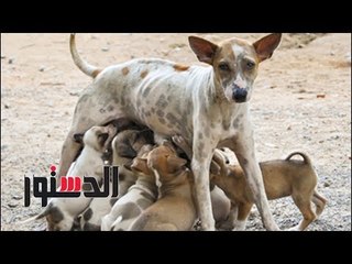 الدستور | مواطنون عن فتوى إيجاز قتل الكلاب: "حرام"