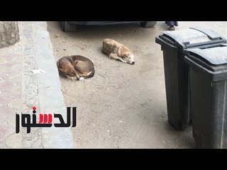 الدستور | جدل واسع حول تصدير الكلاب والقطط.. للأكل أم التربية؟
