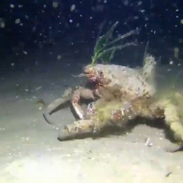 Le camouflage parfait de ce crabe... Incroyable